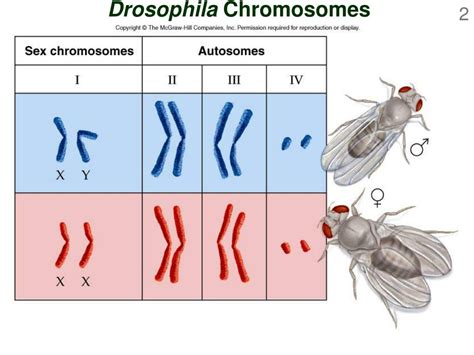 are drosophila chromosomes similar to humans